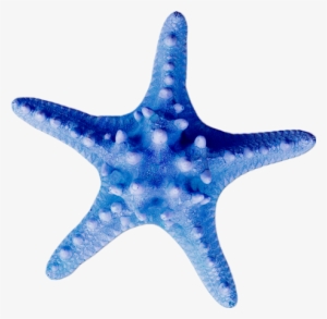 Starfish