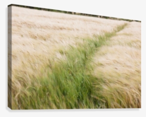 Tall Grass In A Field Canvas Print