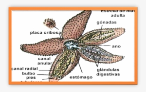 La Mayoría De Las Estrellas De Mar - El Sistema Digestivo De Un Equinodermo
