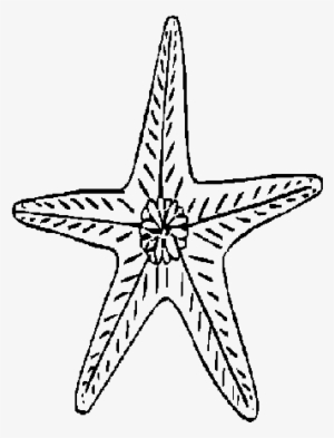 Desenho De Uma Estrela Do Mar