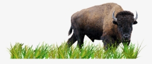 Activity 3 Plan A Prairie - American Bison