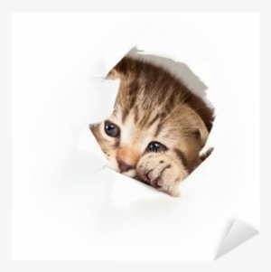 Funny Kitten Looking Out Hole In Torn Paper Sticker - Cat
