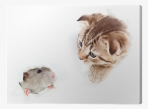 Kitten And Domestic Rat Looking Out Hole In Torn Paper - Rat
