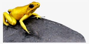 Rana Terribilis - Endangered And Extinct Amphibians (ebook)