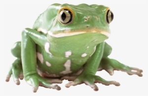 Rana Verde - Toad Images Transparent Background