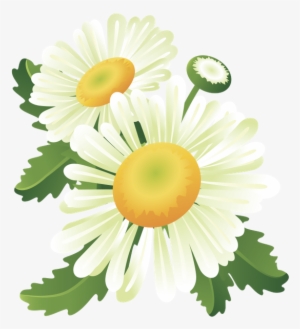 Ромашка Полевая, Chamomile Field, Ромашка Польова, - Flower Banner