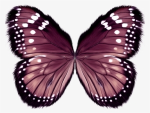 Aves Y Mariposas - Butterfly