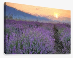 Field Of Flowers At Sunset Canvas Print - Field Of Flowers