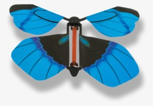 Que Nos Inundan De Belleza Y Fragancias Florales Los - Riodinidae