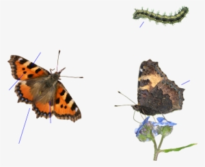 Guía De La Naturaleza - Small Tortoiseshell