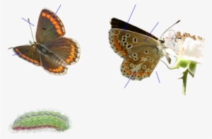 Guía De La Naturaleza - Brown Argus