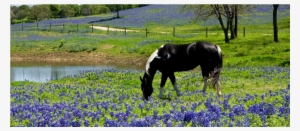 Family Login - Texas Bluebonnet