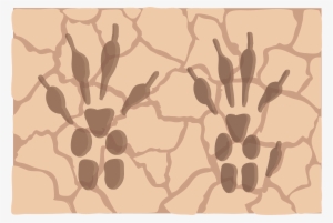 Ardilla De Fuerteventura - Fuerteventura