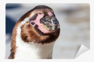 Closeup Of A Cute Young Humboldt Penguin Looking Into - Humboldt Penguin