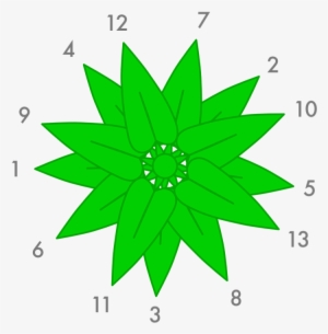 Leaf Growth - Golden Ratio In Leaves