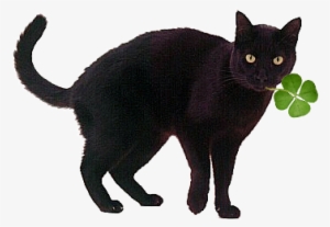 Lucky-cat - Black Cat Gif Png