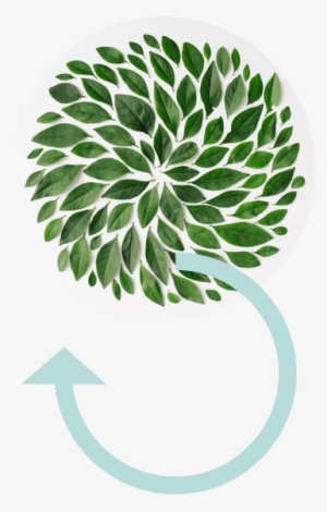 Ecoembes And The Circular Economy - Tea Leaf Flat Lay