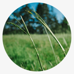 Freddy's Story - Grass