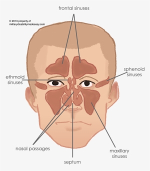 Respiratory System 2 - Respiratory System