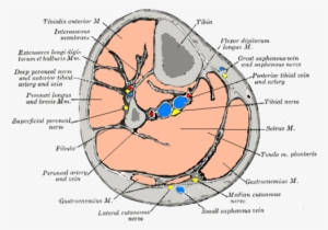 From Wikipedia, The Free Encyclopedia - Compartments Of The Leg