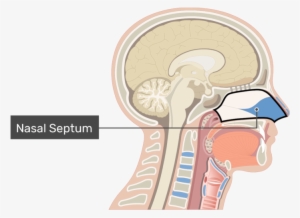 Midsagittal View Of The Nasal Cavity Labeled - Nose And Nasal Cavity