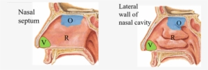 Nasal Meatus