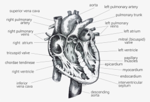 Singha Hon Heart Womanly Web Site 3 - Heart