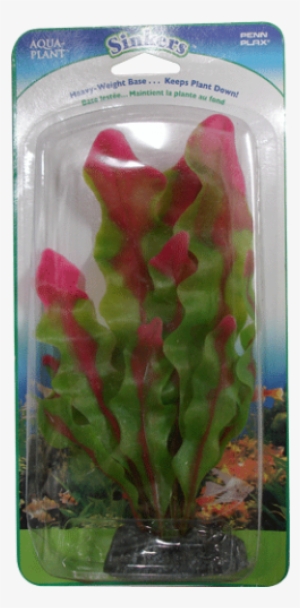 Arum