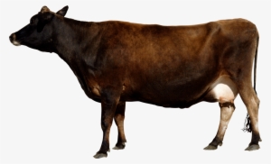 Free Cow Png Images - Kundhi Buffalo Breed