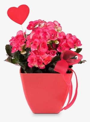 A Happy Begonia - Flowerpot