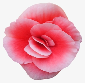 Bégonia Détourée © Www - Flower