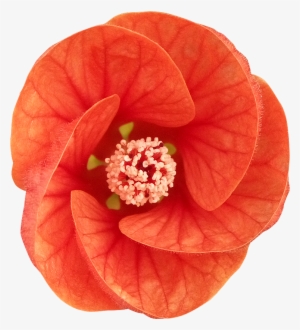 89 Fleur Detouree Ab