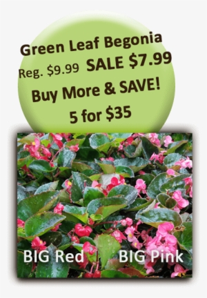Big Red Pink Green Leaf Begonia - Marathon Motivation