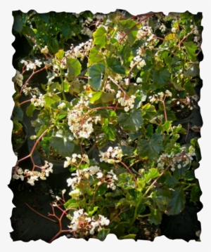 There Are More Than 1400 Species Of Begonia Known Today - Fragrant Begonias