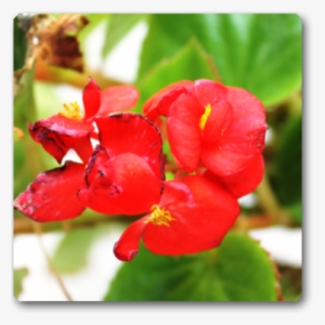Begonia
