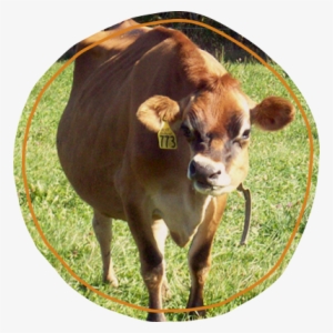 Though Truly, The Devotion To Cheese Craftsmanship, - Working Animal