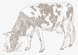 And Fresh Producing Dairy Products Made From The Purest - Cow Eating Plastic Drawing