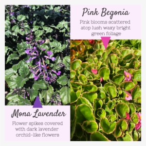 #pinkbegonia Hashtag On Twitter - Christus St. Michael Rehabilitation Hospital