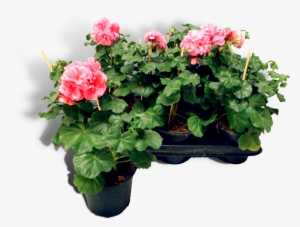That Mostly Grow Upright - Centimetre