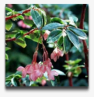 Begonia Fuchsioides