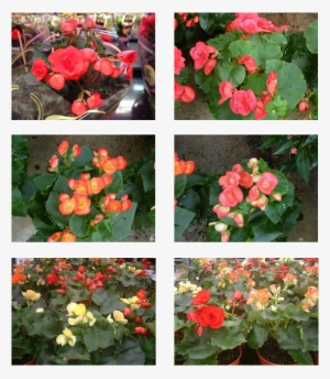 Top & Middle, Left & Right - Japanese Camellia