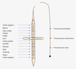 El Péndulo O Cono Virtual Dispone De Un Disco Que Se - Pendulo Cromatico