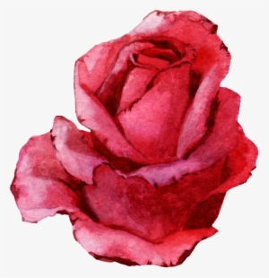La Pintada A Mano Rosa Roja Png Transparente Png Está - Rose