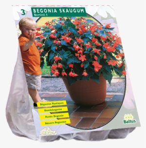 Begonia Bertinii Skaugum - 2 Stuks Baltus Begonia Bertinii Skaugum Per 3