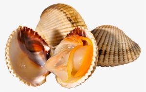 Disfrute De Nuestro Marisco - Imagens De Mariscos Png