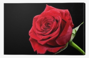 Rosa Roja Con Fondo Negro