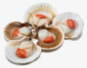 Mariscos Crudos Png - Volandeira Zamburiña