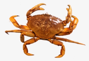 Cangrejo - Crab Png Transparent