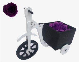 Bici Negroblanco Rosa Morada