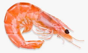 Central De Mariscos-venta De Camarón - Conservation Des Aliments Réfrigérateur